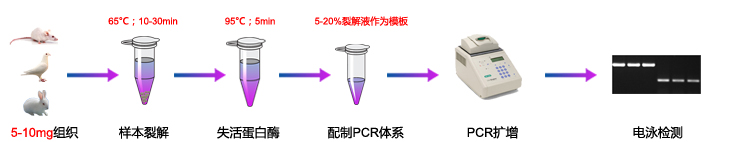 动物组织直接PCR流程图