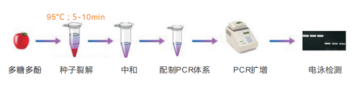 多糖多酚种子