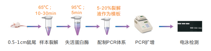 鼠尾直接