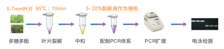 多糖多酚叶片